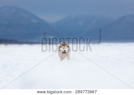 Crazy, Happy And Funny Beige And White Dog Breed Siberian Husky With Tonque Out Jumping And Running 