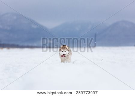 Crazy, Happy And Funny Beige And White Dog Breed Siberian Husky With Tonque Out Jumping And Running 
