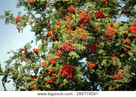Ashberry With Leafs On Sky Background At Dry Sunny Day