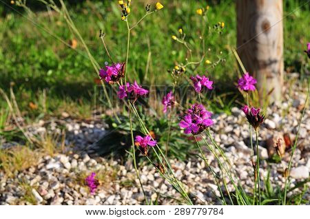 Dianthus Carthusianorum, The Carthusian Pink, A Wildflower Growing On Limestone Gravel Soil