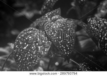Monochromeblurred Misty Floral Background With Mottled Leaves Of Hypoestes In The Foreground