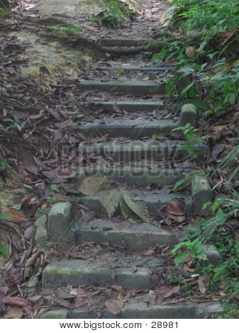 Etapas da floresta