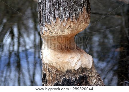 Tree On The Edge Of A Pond Showing Damage Done By A Hard Working Beaver.