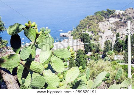 Fruits Of Prickly Pear Cactus With Fruits Also Known As Opuntia, Ficus-indica, Indian Fig Opuntia In