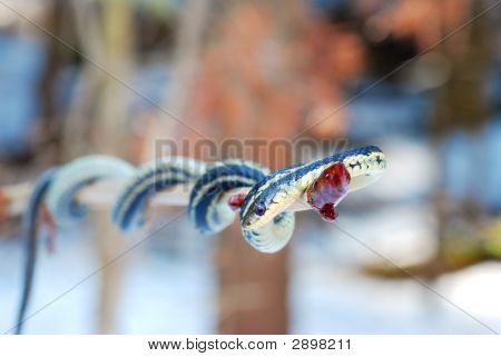 Thamnophis na větev stromu