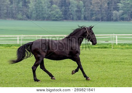 Running Black Kladrubian Horse On Green Pasture.