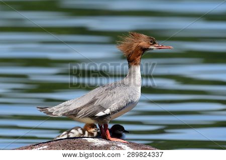 Portrait Of A Common Merganser (mergus Merganser) Duck Standing On A Rock With Ducklings In Lake Win