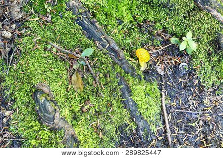 A Yellow-orange Fly Agaric Growing Through Moss Inside Burr Pond State Park In Torrington Connecticu