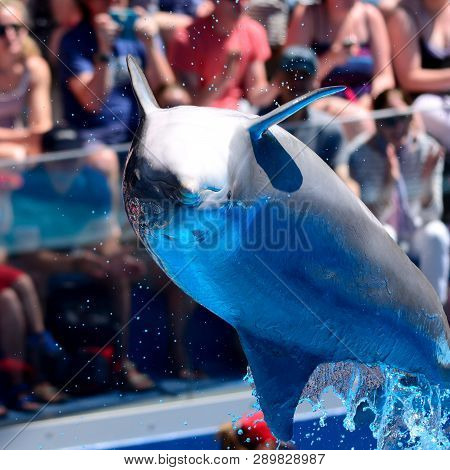 Close Up Of A Dolphin Jumping Out Of The Water During A Dolphin Show