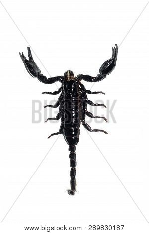Black Scorpion, Isolate On A White Background