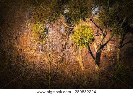 Spring Day. Tree Park And Plant Parasite Mistletoe. Picture Taken In Ukraine. Horizontal Frame. Colo