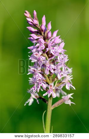 Closeup Of A Common Spotted Orchid (dactylorhiza) In Bloom