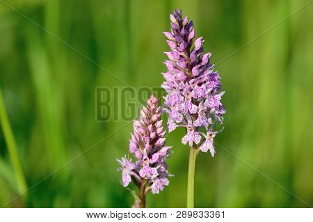 Two Common Spotted Orchid Flowers In Bloom (dactylorhiza)