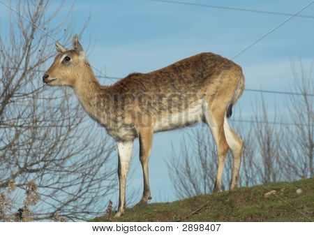 Drogi