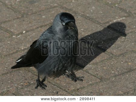 Wrona