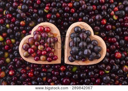 Fruit Of Wild Agaz (vaccinium Meridionale)