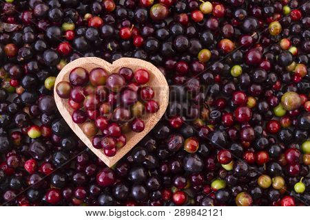 Fruit Of Wild Agaz (vaccinium Meridionale)