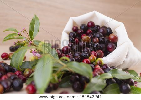 Fruit Of Wild Agaz (vaccinium Meridionale)