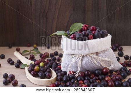 Fruit Of Wild Agaz (vaccinium Meridionale)