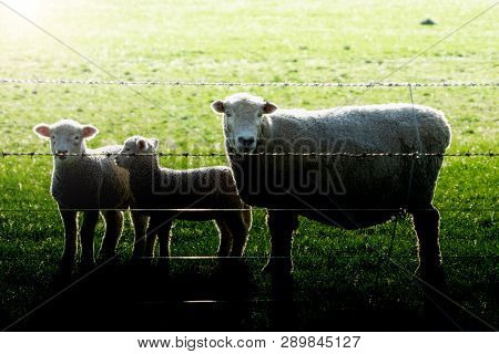 Sheep, Back Lit-lit By Setting Sun Ewe And Two Lambs Looking Inquisitvely Throughstrands Of Barbed W