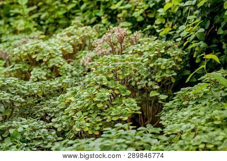 Full Frame Shot Of Ground Ivy, Textured Background
