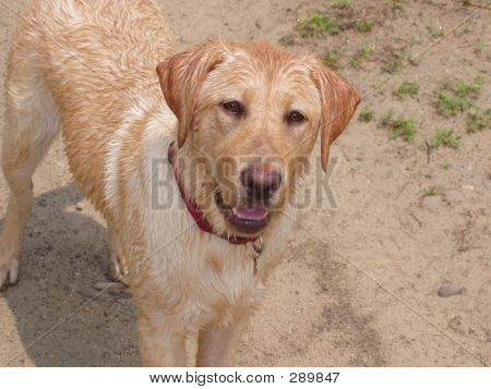 Hunde