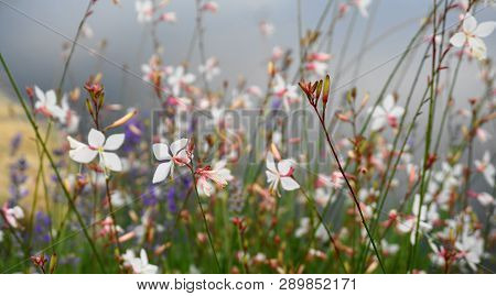 Meadow Of Delicate Flowers. Natural Beauty, Beautiful Delicate And Colourful Landscape.