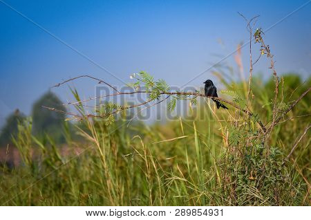 Black Drongo Bird Sitting On Tree Branch Nature Background