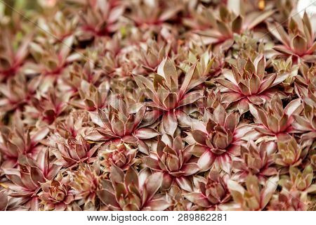 Macro photo of sempervivum plant.   Botanical name sempervivum arachnoideum. 