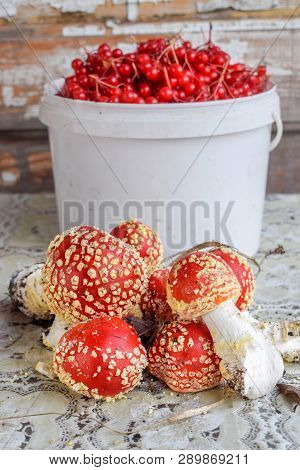 Big Bucket Of Viburnum And Heap Of Agaric On Table At Autumn At Garden Close Up Natural