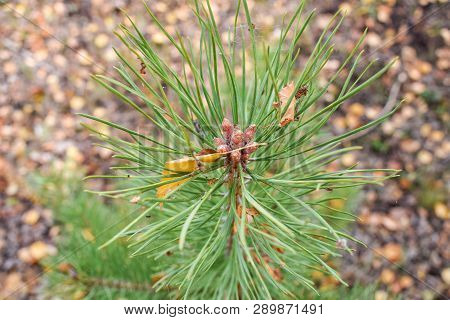 Top Of Green Pine Tree With Needle Natural