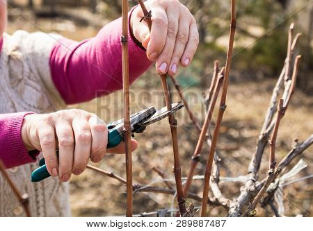 Seasonal Spring Pruning Grape Vines In A Grapeyard With A Scissors