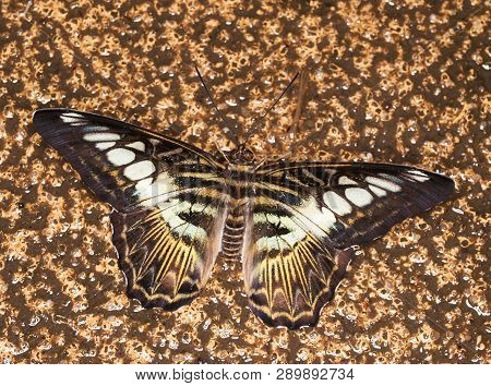 King Swallowtail - Papilio Thoas Thoas - Tropical Butterfly