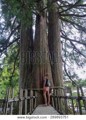Togakushi, Nagano, Japan - 25th July 2018 : Rear Picture Of A Women That Is Looking Up The Huge And 