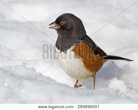 Male Eastern Towhee Standing In The Snow