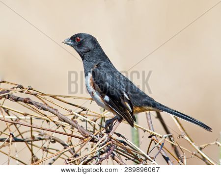 A Male Eastern Towhee Standing In Some Shrubs