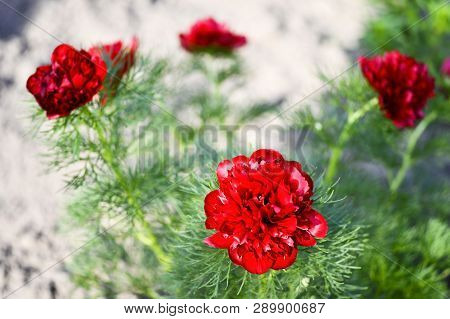 Red Peony Flowers Grown On A Narrow-leaved Garden Flower Bed. Latin Name Is Paeonia Tenuifolia. Back