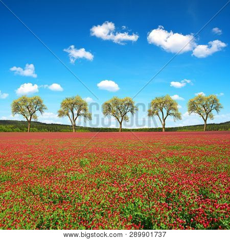 Field of flowering crimson clovers (Trifolium incarnatum) in spring rural landscape.