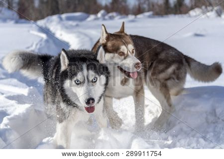 Dogs Funny Playing In Snow. Two Siberian Husky Dogs Run And Fighting Play.