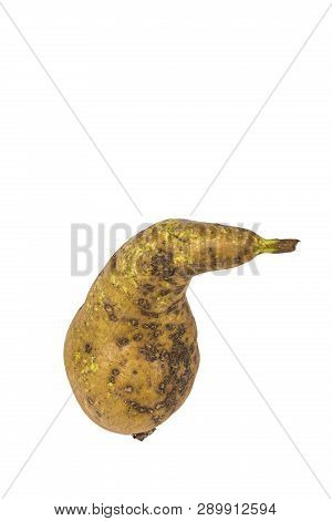 Boring Trace Of A Codling Moth Cydia Pomonella, In A Wormy Pear. Scab, Oidium, Monilia Fructigena. O