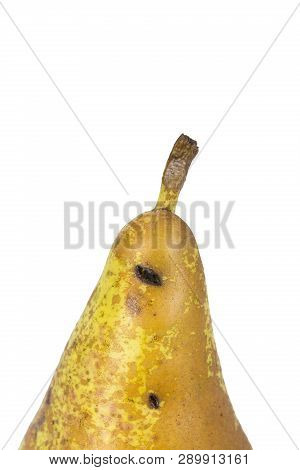 Boring Trace Of A Codling Moth Cydia Pomonella, In A Wormy Pear. Scab, Oidium, Monilia Fructigena. O