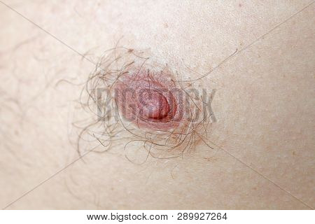 Male Hairy Nipple. Nipple With Hair. Easy Erotica And Humor. Without Epilation