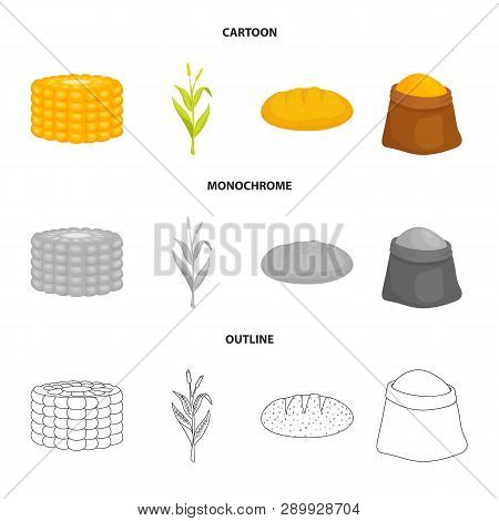 Isolated Object Of Cornfield And Vegetable Logo. Set Of Cornfield And Vegetarian Vector Icon For Sto