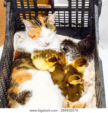 Cat Foster Mother For The Ducklings. Cat In A Basket With Kitten And Receiving Musk Duck Ducklings.