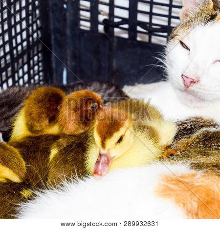 Cat Foster Mother For The Ducklings. Cat In A Basket With Kitten And Receiving Musk Duck Ducklings.