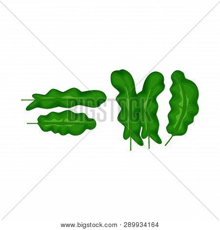 Vector Design Of Banana And Tree Sign. Set Of Banana And Tropic Vector Icon For Stock.