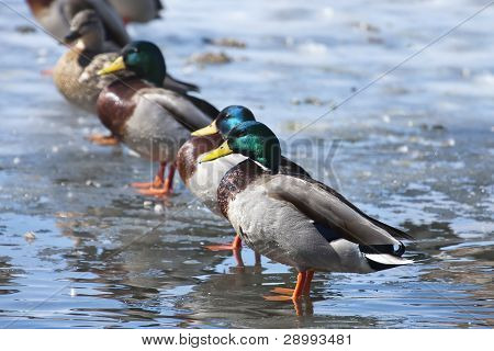 Stockente Enten aufgereiht.