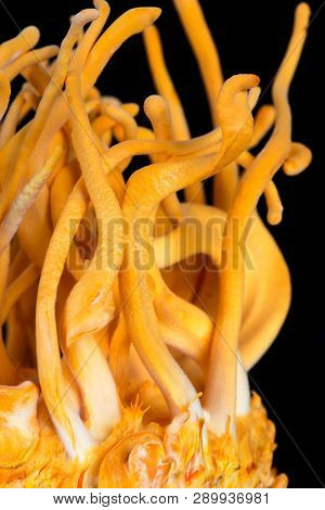 Cordyceps Militaris In Glass Bottles.fresh Cordyceps Militaris In Glass Bottles.