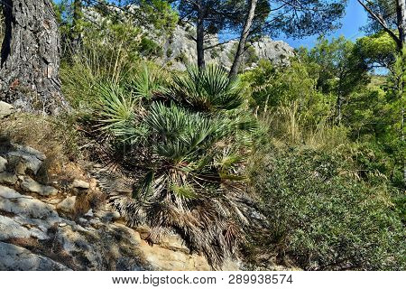 Dwarf Mediterranean Palm Chamaerops Humilis
