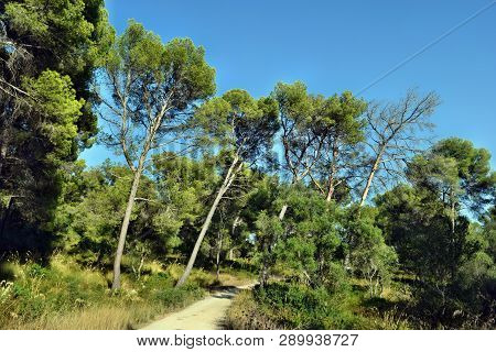 Dwarf Mediterranean Palm Chamaerops Humilis Is Growing On The Way To The Formentor Lighthouse In Mal